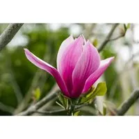 Magnolia 'March Till Frost' 60-80 cm - Blühender Zierstrauch - Die Magnolia 'March Till Frost' begeistert mit wiederkehrenden Blüten von Frühjahr bis Herbst. Ideal für den Garten oder als Kübelpflanze, bringt sie Eleganz und lange Zierwirkung.