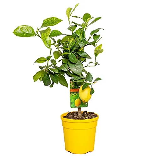Bloomique Citrus Limon