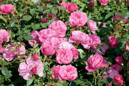 Pflanzen für Dich Rose Rosa ‘Play Rose’ - Elegante Beetrose mit zart- bis leuchtend rosa Blüten, ideal für Beete und Kübel. Ihre kompakte Wuchsform sorgt für einen attraktiven Blickfang im Garten.