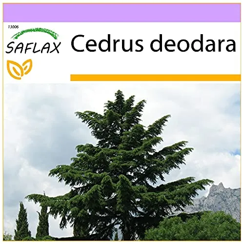 SAFLAX - Himalaya Zeder - 35 Samen - Cedrus deodara