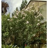 Produktbild Garteneibisch French Point 40-60cm - Hibiscus
