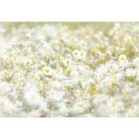 Komar Fototapete DAISIES 368 x 254 cm - Wanddekoration mit traumhaften Margeriten, umweltfreundlich und in bester Druckqualität. Ideal für Schlafzimmer und Wohnzimmer, bringt Sommerflair in Ihr Zuhause!