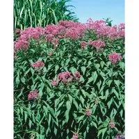 Produktbild Eupatorium Fistulosum Glutball Purpur Wasserdost Ca. 11x11 cm Topf