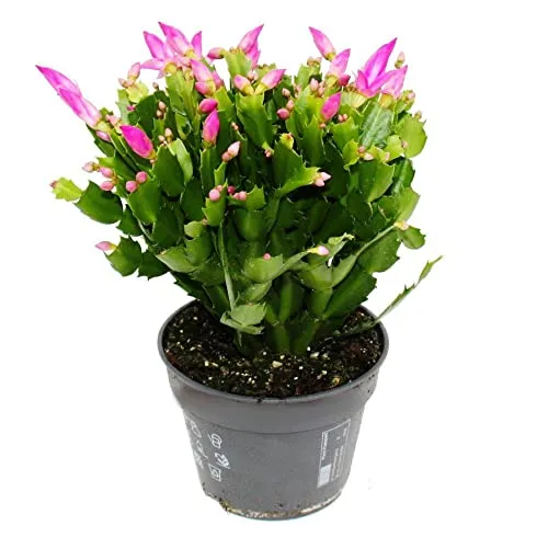 Produktbild Exotenherz Großer Weihnachtskaktus Schlumbergera XXL