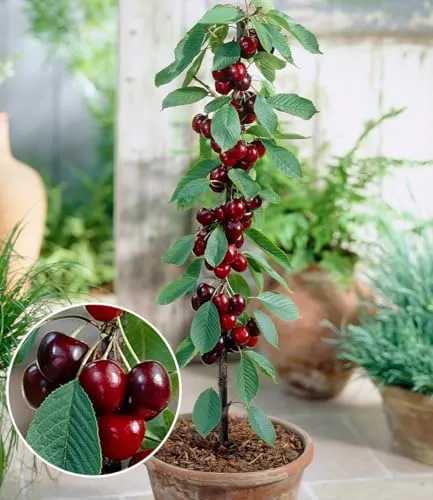 BALDUR Garten Säulen-Süßkirsche 'Helena®' im 3L-Topf - Platzsparende Kirschbaum-Pflanze für kleine Gärten, Balkone und Terrassen. Selbstfruchtend mit reicher Ernte, winterhart und pflegeleicht.