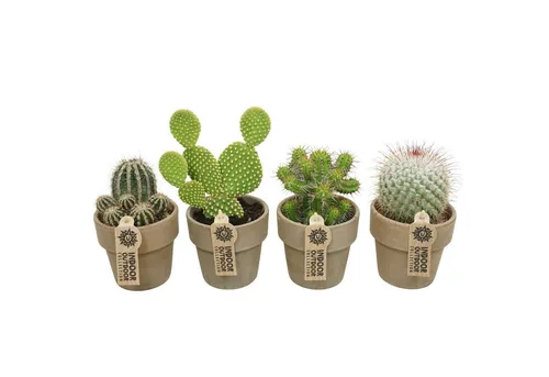 meinvipshop Zimmerpflanze Kakteen 4er Set mit Übertöpfen - Dekoratives 4er Set Kakteen mit stilvollen Übertöpfen. Ideal für helle Standorte, pflegeleicht und mit geringem Wasserbedarf. Perfekt für jeden Raum, bringt eine frische Note in Ihr Zuhause.