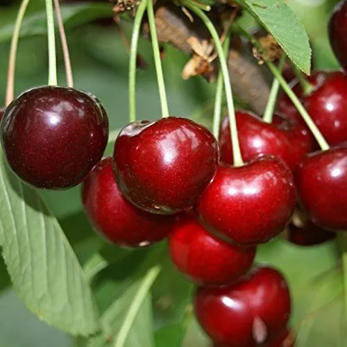 Schneiders Späte Knorpelkirsche Kirschbaum Buschbaum 110-140 cm 10 Liter Topf Unterlage: F12/I