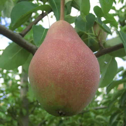 Clapps Liebling Sommerbirne Halbstamm süß saftig und feine Würze ca. 150-170 cm im 9,5 Liter Topf