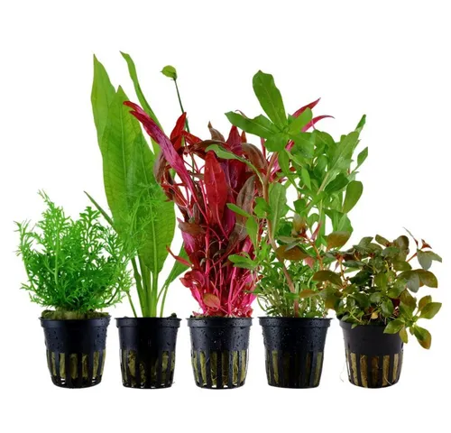 Wasserpflanzen von AquaOne