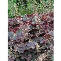 Heuchera Micrantha Purple Petticoats Purpurglöckchen Ca. 11x11 cm Topf