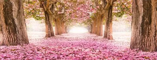 artissimo, Glasbild, 80x30cm, AG4077A, Kirschblüten, Bild aus Glas, moderne Wanddekoration aus Glas, Wandbild Wohnzimmer modern, Landschaft, Wald