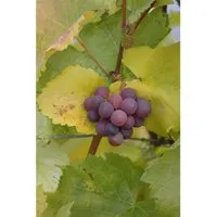 Vitis vinifera, kernlos, rot, 80–100 cm