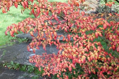 Cornus kousa 'Annelies' - Japanischer Blumen-Hartriegel - Schöne cremeweiße Blüten und winterhart bis -20 °C. Ideal für halbschattige bis sonnige Standorte, pflegeleicht und perfekt als Zierstrauch oder in Gruppenpflanzungen.