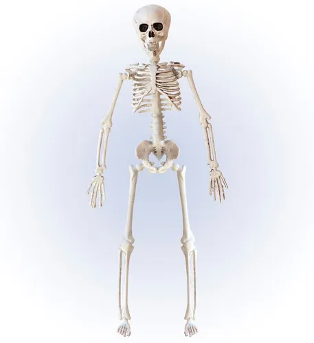 HALLOWEEN DEKO SKELETT BEWEGLICH 40 CM NEU