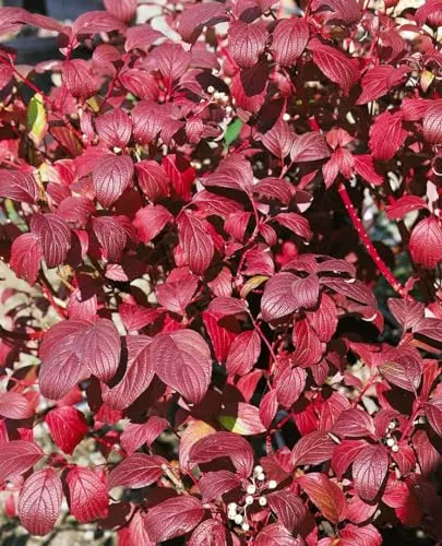 Cornus alba 'Baton Rouge'