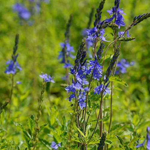 Blumixx Stauden Veronica austriaca 'Königsblau' – Büschel-Ehrenpreis, blau blühend, winterharte Staude, insektenfreundlich, für Beet
