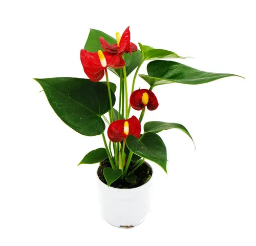 Exotenherz Zimmerpflanze Kleine Flamingoblume Anthurium andreanum Baby-Anthurie 7cm Topf
