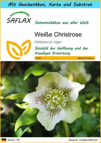 SAFLAX Blumensamen SAFLAX - Geschenkset - Weiße Christrose
