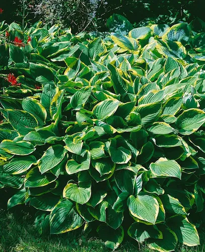 Pflanzen für Dich Staude Hosta sieboldiana Frances Williams, 1 St., Funkie, Herzblattlilie
