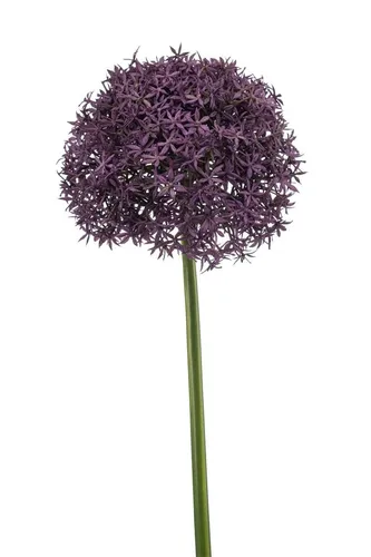 artplants Kunstblumen Allium PRAXEN, dunkellila, 90cm - Dunkellila Allium Kunstblume, ideal zur Dekoration. Mit einer Höhe von 90 cm bringt sie Farbe und Stil in jeden Raum. Perfekt für pflegeleichte Arrangements.