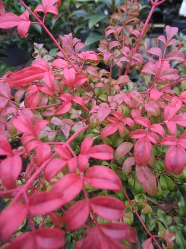 Heiliger Bambus von Baumschule