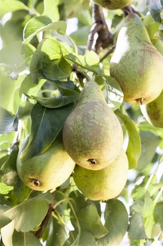 Terrassenobst Zwergobst 40 cm Stammhöhe - Obstsamen & -pflanzen: Kompakte Obstbäume für Balkone und Terrassen, pflegeleicht und ertragreich, bieten frisches Obst auf kleinstem Raum.