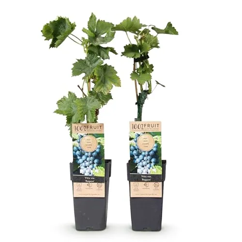 GreenboutiQ - Obstpflanze - Blaue Traube - Vitis vinifera Regent - 2 Pflanzen - Topf 15cm Höhe 50cm