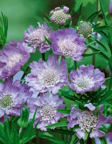 Pflanzen Blau von PlantaPro