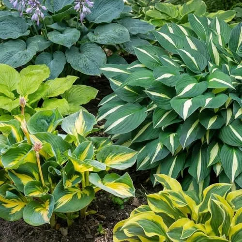 Hosta Pflanze Winterhart