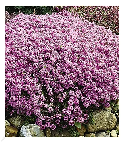 BALDUR Garten Winterharter Bodendecker Langhaariger Gebirgs-Thymian, 3 Pflanzen Thymus praecox Polsterthymian Thymian, winterharte Stauden, trockenresistent, mehrjährig, bienenfreundlich, blühend 3 x
