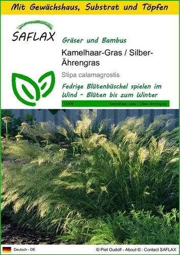 SAFLAX Blumensamen SAFLAX - Anzuchtset - Kamelhaar-Gras / Silber-Ährengras