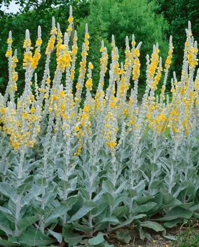 Verbascum bombyciferum 'Polarsommer' 9x9 cm Topf – Winterhart, Pflegeleicht – Königskerze – Beetpflanze für sonnige Beete & Steingarten