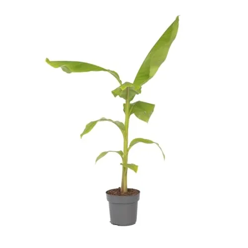 Plant in a Box - Bananenpflanze Musa Basjoo - Winterhart 55-70cm - Obstsamen & -pflanzen: Winterharte Gartenbanane, ideal für Kübel oder Terrasse, mit sorgfältiger Verpackung für sicheren Versand.