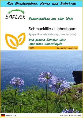 SAFLAX Blumensamen SAFLAX - Geschenkset - Schmucklilie / Liebesbaum