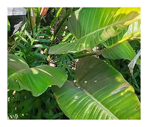 Stk - 10x Philodendron davidsonii subsp. bocatoranum Garten Pflanzen - Samen ID990 - Seeds & Plants Shop by Ipsa