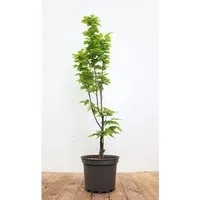 Säulen-Hainbuche Carpinus betulus 'Lucas' 60-80 cm - Elegante Säulen-Hainbuche für strukturstarke Gärten: schmal, dicht verzweigt und pflegeleicht. Ideal für Hecken, als Solitär oder Kübelpflanze.