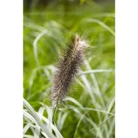 Pennisetum Alopecuroides Japonicum Lampenputzergras Ca. 11x11 cm Topf