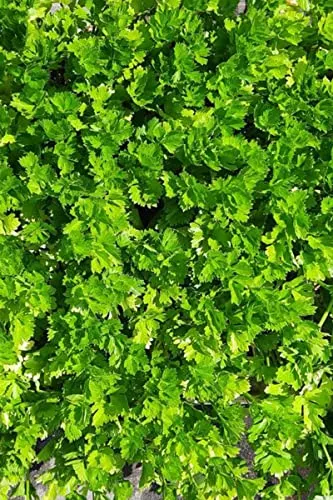 Frisches & Tiefgefrorenes Gemüse von WESELER KRÄUTERPARADIES - GÄRTNEREI ENSELEIT