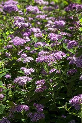 Spiraea japonica 'Little Princess' 30-40 cm – Winterhart, Mehrjährig, Pflegeleicht – Japanische Zwergspiere – Zierstrauch für Beet & Vorgarten