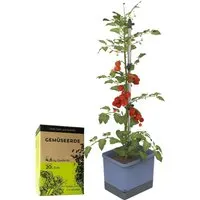Gusta Garden Tomatentopf Tom Tomato mit Rankhilfe und 20L Urban Gardening Erde - Erzeuge im Handumdrehen frische Tomaten auf Balkon oder Terrasse! Der Tomaten Pflanzentopf kommt mit Wassertank und spezieller Urban Gardening Erde, die einfach zu bedienen und platzsparend ist. Ideal für kleine Gärten!