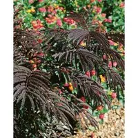 Albizia Julibrissin Eveys Pride - Exotischer Seidenbaum mit Rosa Blüten - Hausbäume: Der Seidenbaum beeindruckt mit rosa Blüten und feinem Laub, ideal für Solitärstellung. Pflegeleicht, winterhart und bienenfreundlich, erreicht bis zu 500 cm Höhe.