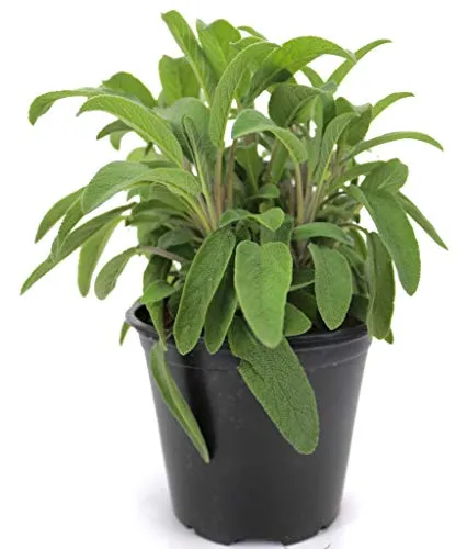 Italienischer Salbei im 15cm Topf, Salvia officinalis, frische Kräuter Pflanze