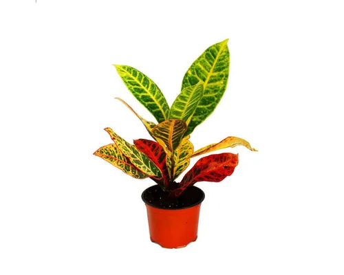 Exotenherz Zimmerpflanze Zimmerpflanzen und Grünpflanzen luftreinigend im 12-14cm Topf