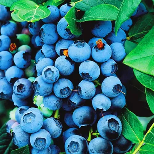 Obststrauch Gartenpflanze Beerenpflanze Heidelbeere Bluecrop 1 St. - Topf