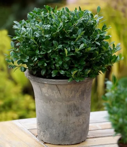 BALDUR Garten Ilex 'Luxus® Globe' – Buchs-Ersatz, immergrün und pflegeleicht - Der Ilex 'Luxus® Globe' ist ein attraktiver Buchs-Ersatz mit kompaktem Wuchs. Immergrün, winterhart und pflegeleicht – ideal für Hecken, Beete oder als Solitär auf Balkon und Terrasse.