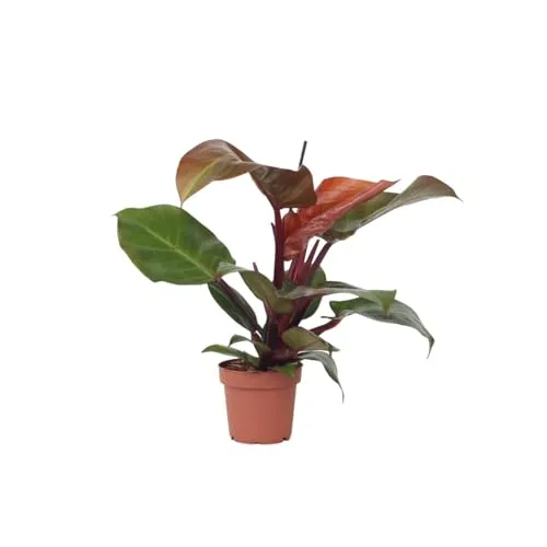 Plant in a Box - Philodendron 'Sonnenlicht' - Tropischen Zimmerpflanze - Wunderschöne rote blätter - Topf 12cm - Höhe 20-30cm