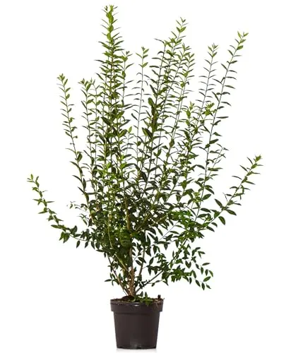 Dehner Gemeiner Liguster, Ligustrum vulgare, für 10 Meter Hecke, je 100-150 cm exkl. Pflanztopf, 30 x 7.5 l Topf, Heckenpflanzen