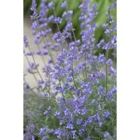 Nepeta X Faassenii Senior Katzenminze Ca. 9x9 cm Topf