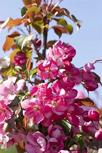 Malus 'Rudolph' Zierapfel - Pflegeleichter Blickfang mit rosa Blüten - Zierapfel mit leuchtend rosa Blüten, ideal für kleine Gärten. Bienenfreundlich und pflegeleicht, perfekt für Gartenanfänger. Winterhart bis -25 °C und dekorativ das ganze Jahr.