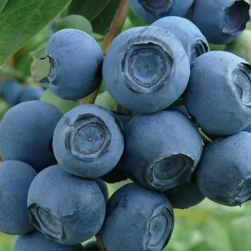 Amerikanische Heidelbeere Chandler 2L - Hohe Frostbeständigkeit - Obstsamen & -pflanzen, frostbeständige Heidelbeere mit hohen Erträgen und aromatischen Früchten für den eigenen Garten.